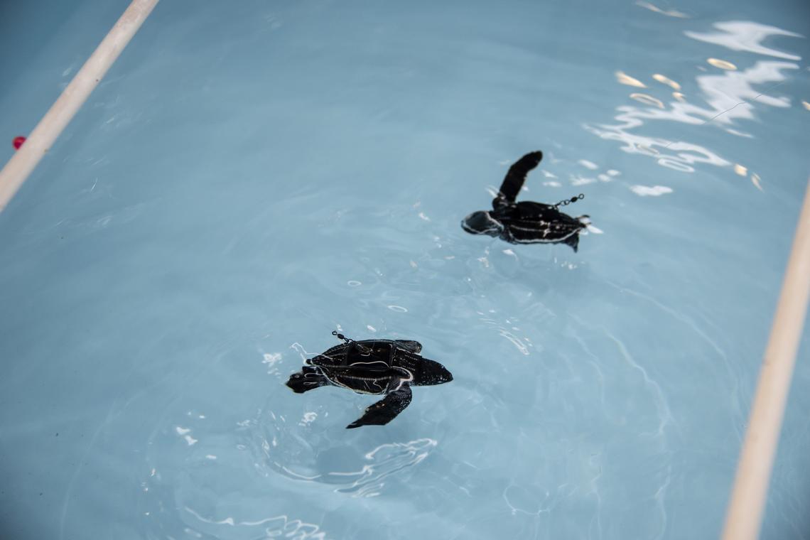 Two baby leatherback sea turtles in the FAU Marine Laboratory. The babies have leashes that allow them to swim but prevent them from harming themselves by running into the sides of the tubs or each other.