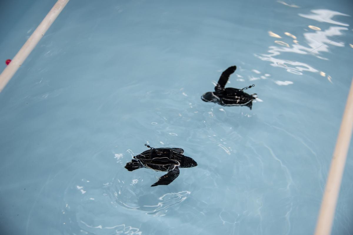 Two baby leatherback sea turtles in the FAU Marine Laboratory. The babies have leashes that allow them to swim but prevent them from harming themselves by running into the sides of the tubs or each other.