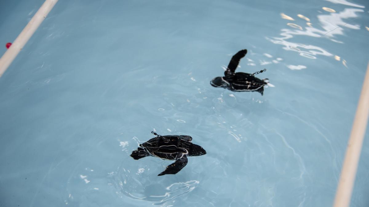 Two baby leatherback sea turtles in the FAU Marine Laboratory on June 14, 2019. The babies have leashes that allow them to swim but prevent them from harming themselves by running into the sides of the tubs or each other.