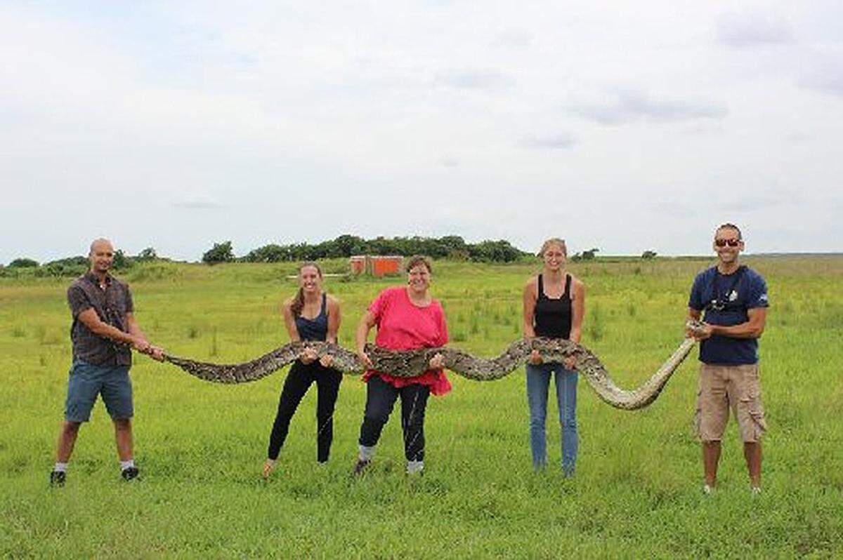 University of Florida researchers captured this 18-foot, three-inch Burmese python while conducting research near Everglades National Park's Shark River trail in 2015.