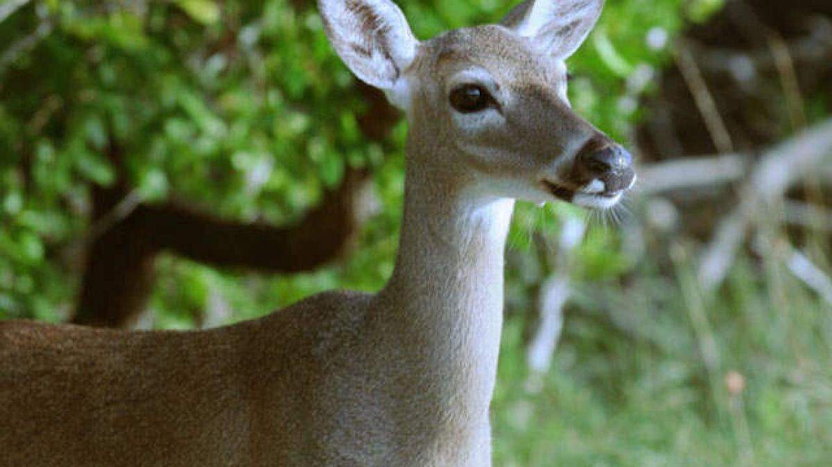 Florida Key deer have been under the protection of the Endangered Species Act, but they might be removed from the list.