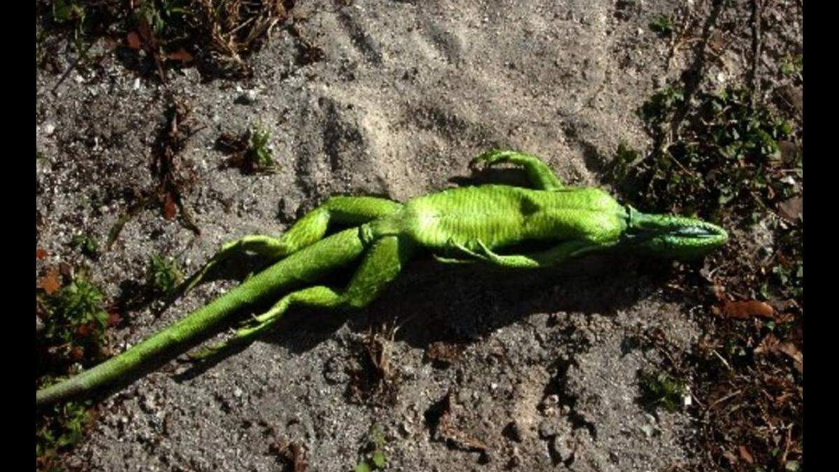 The Florida Fish and Wildlife Conservation Commission is temporarily allowing people to bring cold-stunned iguanas to five designated offices where the reptiles will either be humanely killed or transferred to permitted pet operators for live animal sale.