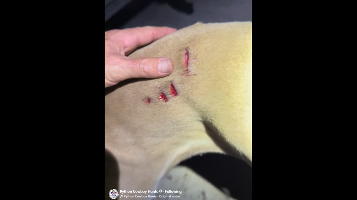 Mike Kimmel, known as the Python Cowboy on social media, reports one of his hunting dogs returned from thick vegetation with a strange wound. What attacked it?