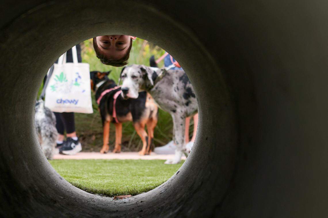 Alexander Macia, 5, plays by a tunnel for dogs during the grand opening of the Chewy Bark Park at 4579 Ponce de Leon Blvd. on Saturday, Jan. 31, 2026, in Coral Gables, Fla.