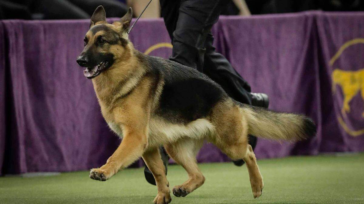 FILE - This Tuesday Feb. 14, 2017, file photo, shows Rumor, a German shepherd, guided around the ring for the Best in Show competition during the 141st Westminster Kennel Club Dog Show in New York. The German shepherd is among the top 10 popular breeds for 2020 but was surpassed by another breed this time. (AP Photo/Julie Jacobson, File)