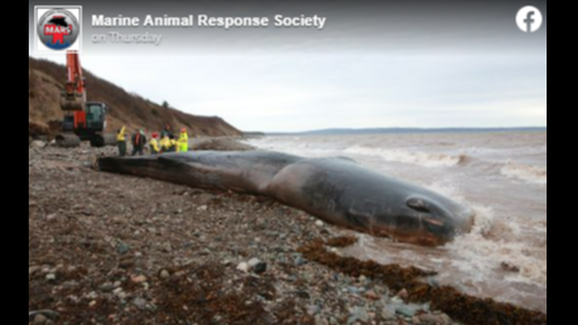 This male sperm whale came ashore off Cape Breton, Nova Scotia, on Nov. 4, the Marine Animal Response Society reports.