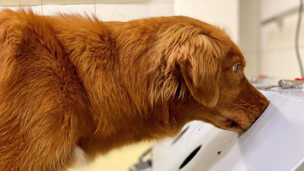 Researchers at the University of Veterinary Medicine in Hannover have been studying dogs’ abilities to sniff out COVID-19 since April 2020. This is Otto, one such dog researchers trained in 2020.