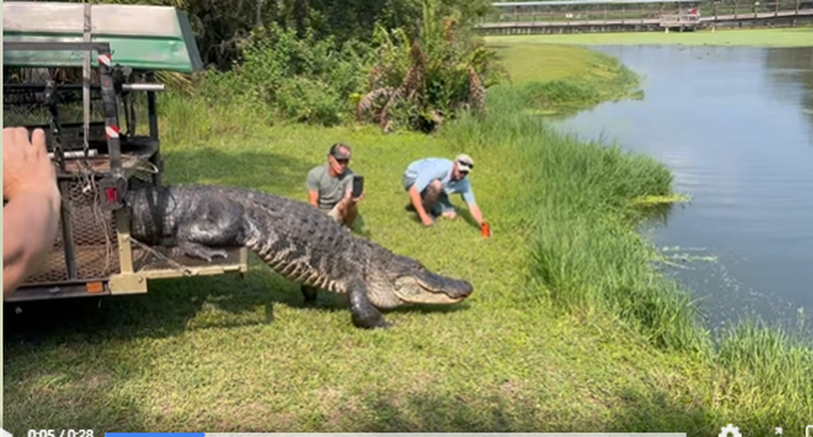 A 12-foot, 4-inch alligator was evicted from Florida’s MacDill Air Force Base after getting too close to humans, officials say.