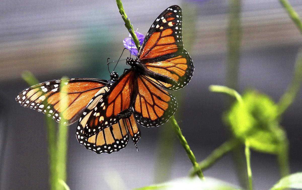 Monarch butterflies feed on tropical milkweed at Butterfly World in Coconut Creek on Thursday, Aug. 4, 2022. Monarch butterflies were listed as endangered on July 21.