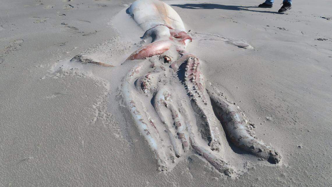 The corpse of the giant squid that washed up on a beach in New Zealand was 13 feet long, not counting its tentacles.
