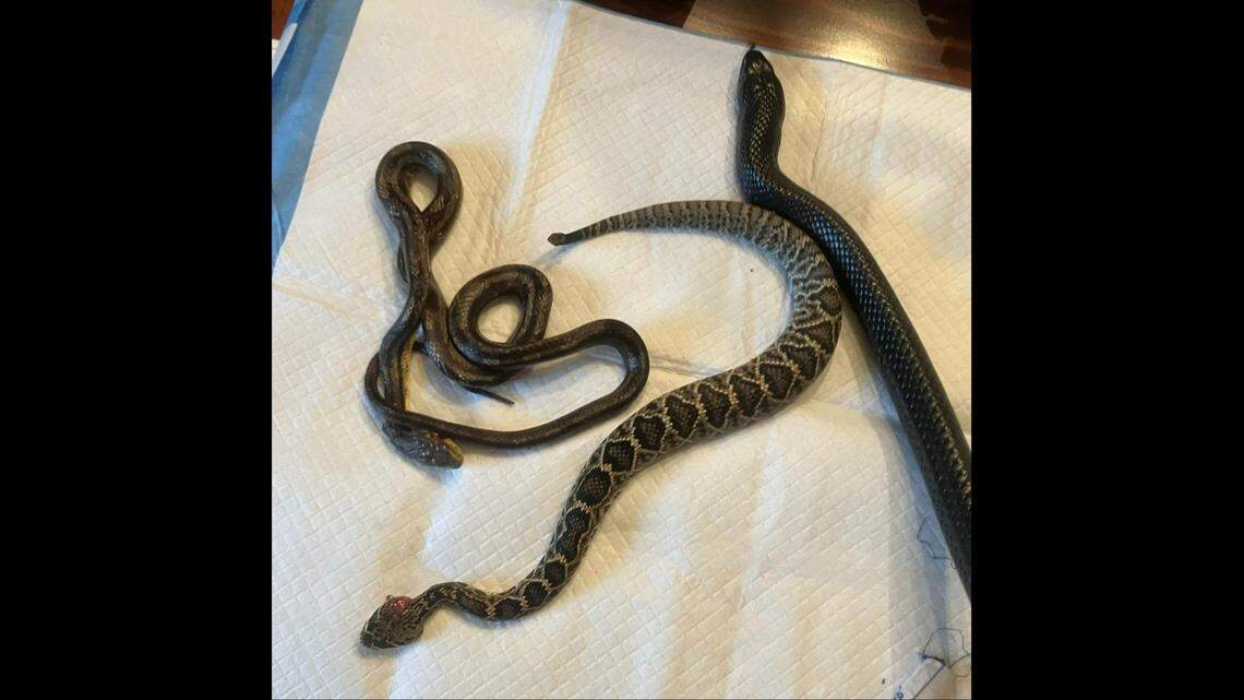 The three snakes that emerged were identified as “a slimmer indigo, a young rat snake, and a juvenile eastern diamond-backed rattlesnake.”