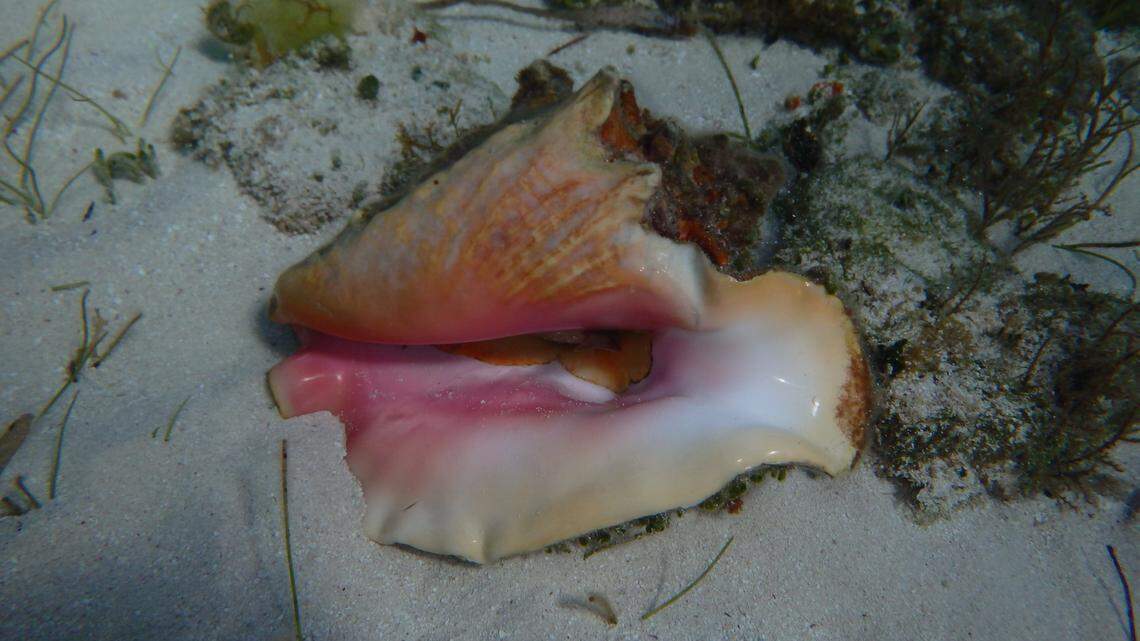 Queen conch are found in the Caribbean and in the Gulf of Mexico.