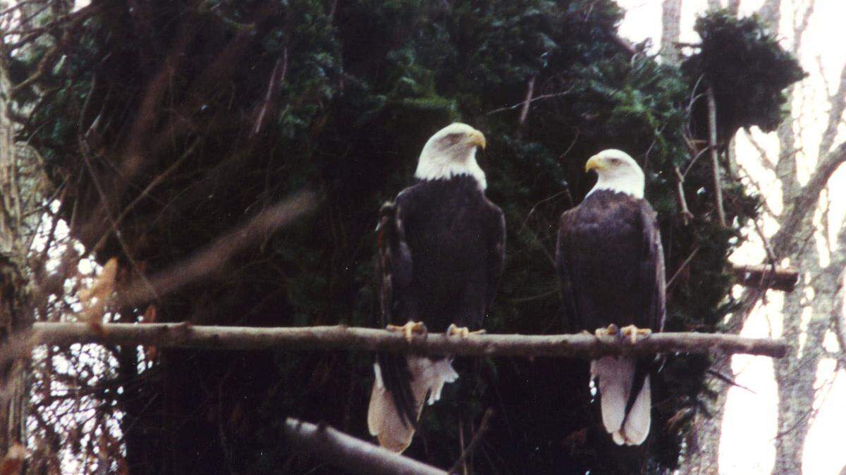 Bald eagle couple Liberty and Justice, together for 14 years as they nested near Washington, D.C., appear separated after Justice has been missing — and Liberty just laid first eggs of 2019. She may have a new mate.