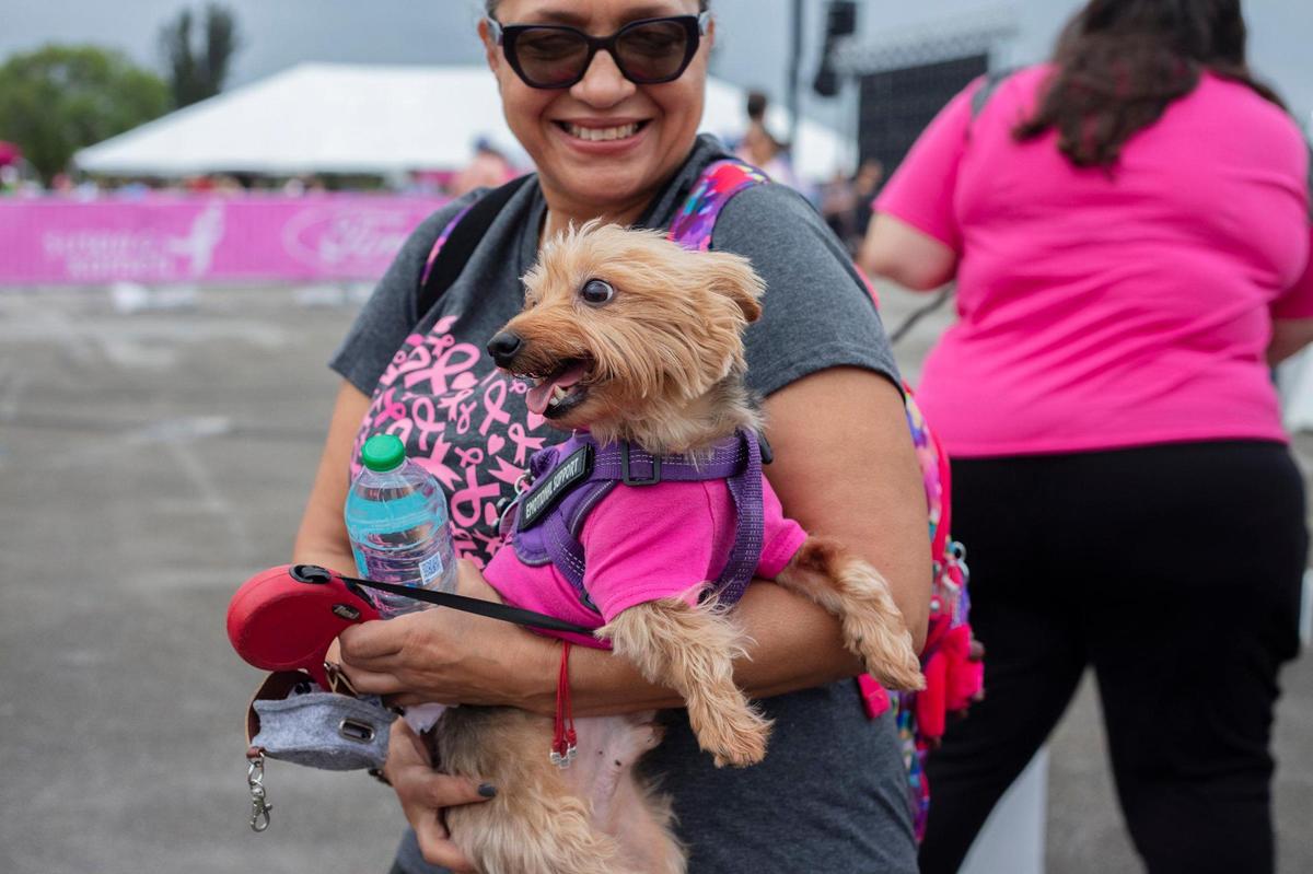Bugatti the dog at the breask cancer walk at Amelia Earhart Park in Hialeah on Saturday, Oct. 19, 2024.