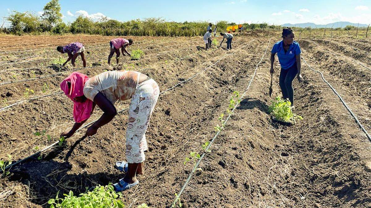 Haitianos plantan chiles en un campo de Limonade, Haití. Geoffrey Handal y Maxwell Marcelin se han asociado con un terrateniente local para demostrar que, si se les dan los recursos y los conocimientos necesarios, los agricultores de Haití pueden salir por sí mismos de la pobreza.