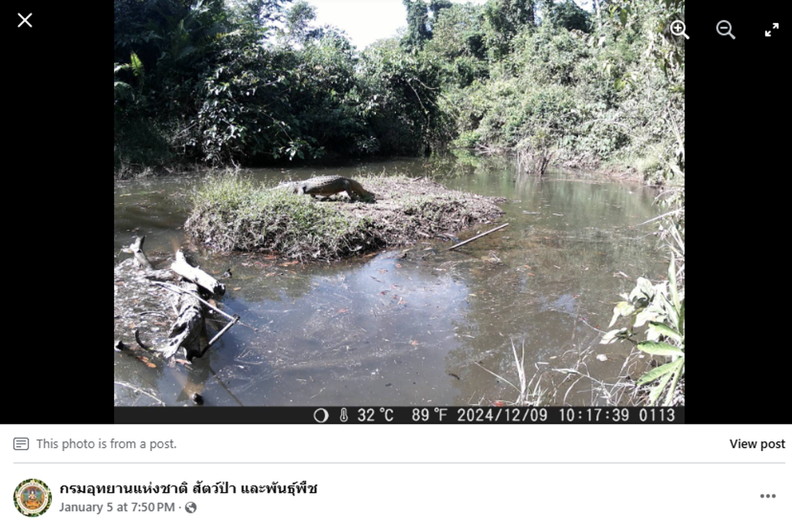 One crocodile was first spotted sunbathing on the little river island.