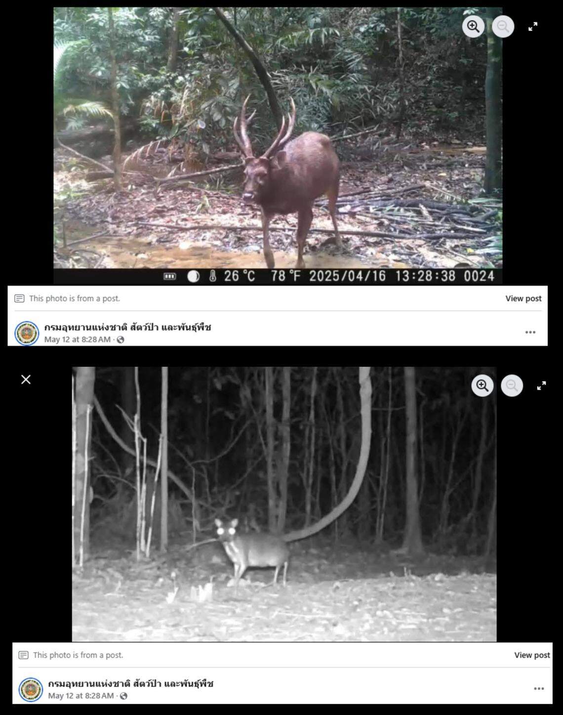 Sambar deer, top, and mouse-deer, bottom, were both spotted in the national park.