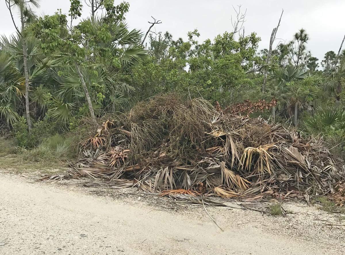 This pile of yard waste is among the tons of illegal dumping that has plagued the Florida Keys since Hurricane Irma.