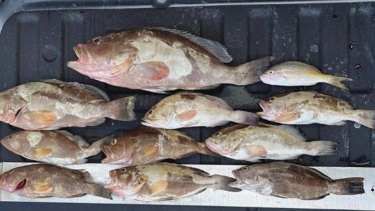 Undersized fish, including red and black grouper, are displayed on the gate of a pickup truck Sunday, April 10, 2022.