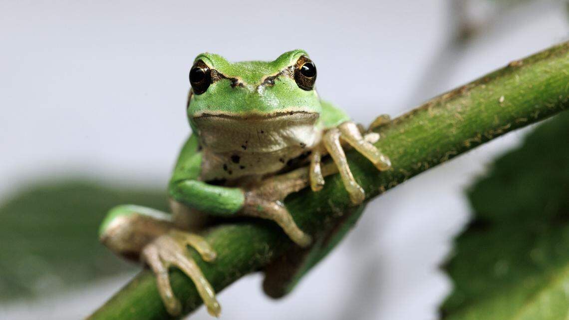 LEEK, ENGLAND - OCTOBER 14: A European Tree Frog, hyla arborea, once native to the UK, sits on a branch in an enclosure at Celtic Rewilding in Staffordshire on October 14, 2025 in Leek, England. The small frog likely went extinct in the UK in the 16th to 17th century, due to habitat loss and over-collection for medicinal purposes. Celtic Rewilding, headed up by environmentalists Harvey Tweats and Tom Whitehurst, 'Celtic Rewilding' is the largest outdoor breeding facility for reptiles and amphibians in the UK. The centre is currently working towards the reintroduction of three frog species, agile frogs, moor frogs, and European tree frogs, and the European pond turtle, all of which have gone extinct in Britain due to pre-industrial human impact, land degradation and climate change. The aim to reintroduce these species, absent from the country for thousands of years, back into ecosystems, will in turn help restore missing elements of the food chain and act as living indicators of habitat quality and hydrological health. (Photo by Dan Kitwood/Getty Images)