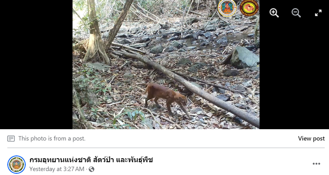 Some communities believe the pelt of the golden cat can deter tigers, officials said.