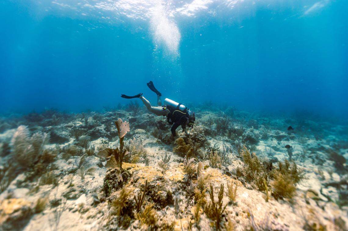 Volunteer diver Zachary Rubin, 34, outplants a staghorn coral on Paradise Reef during a Rescue A Reef coral restoration dive out of Diver’s Paradise dive shop located at Crandon Marina in Key Biscayne, Florida, on Friday, August 4, 2023. 