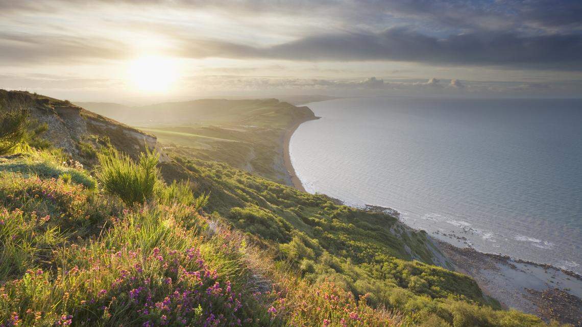 At Golden Cap on the Dorset coast of England, a prehistoric new species was discovered.