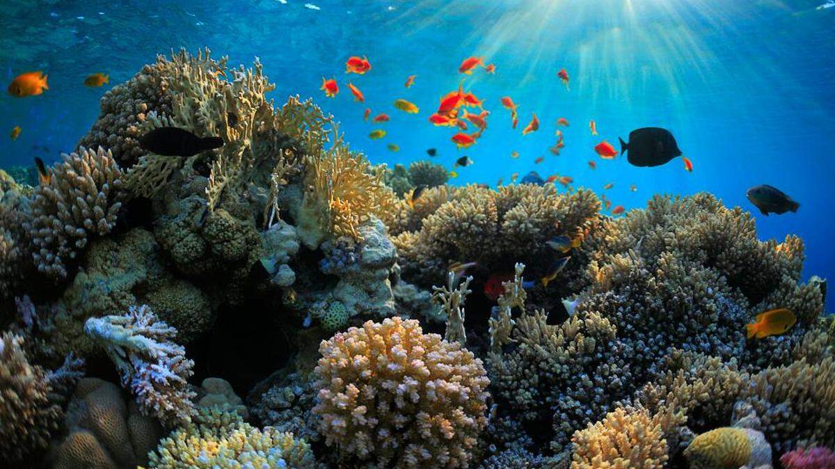 Across the United States, reefs provide more than $1.8 billion in flood-protection benefits annually.