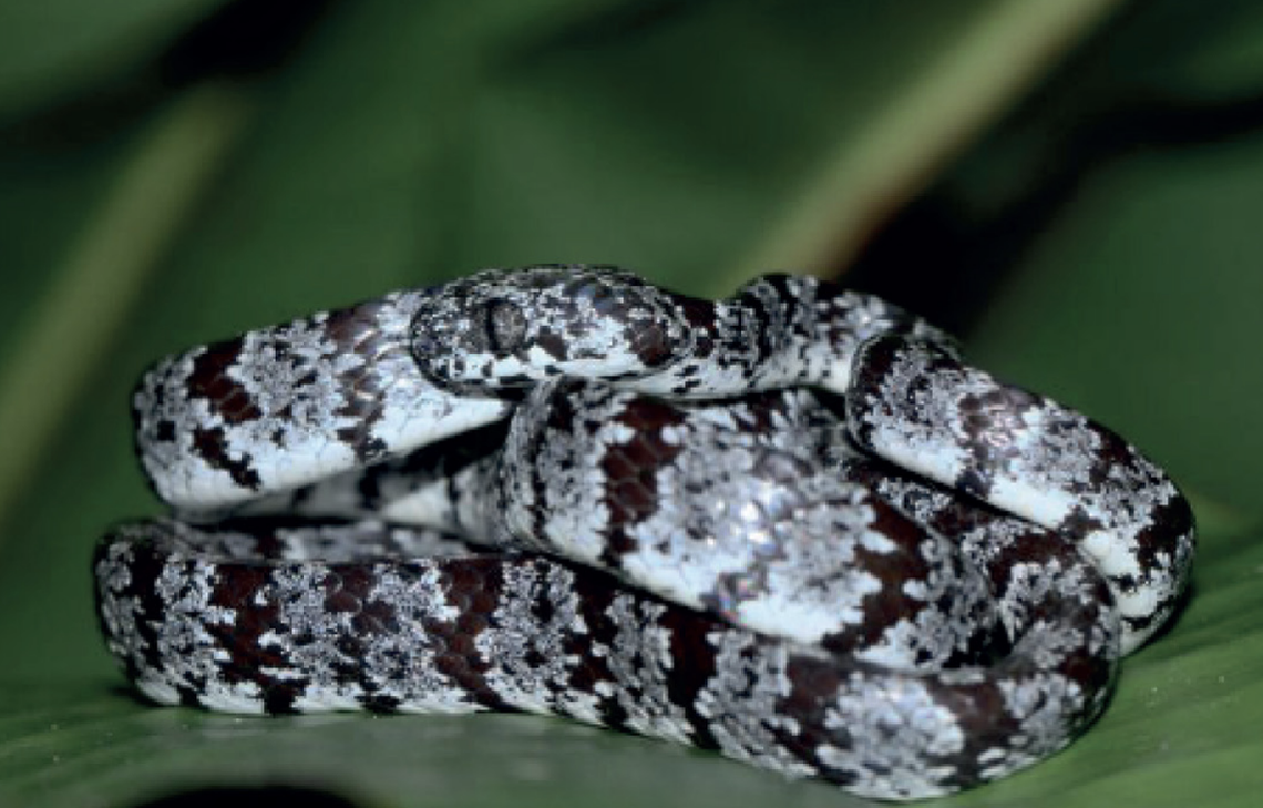 The snakes eat snails and hide in the high vines of trees.