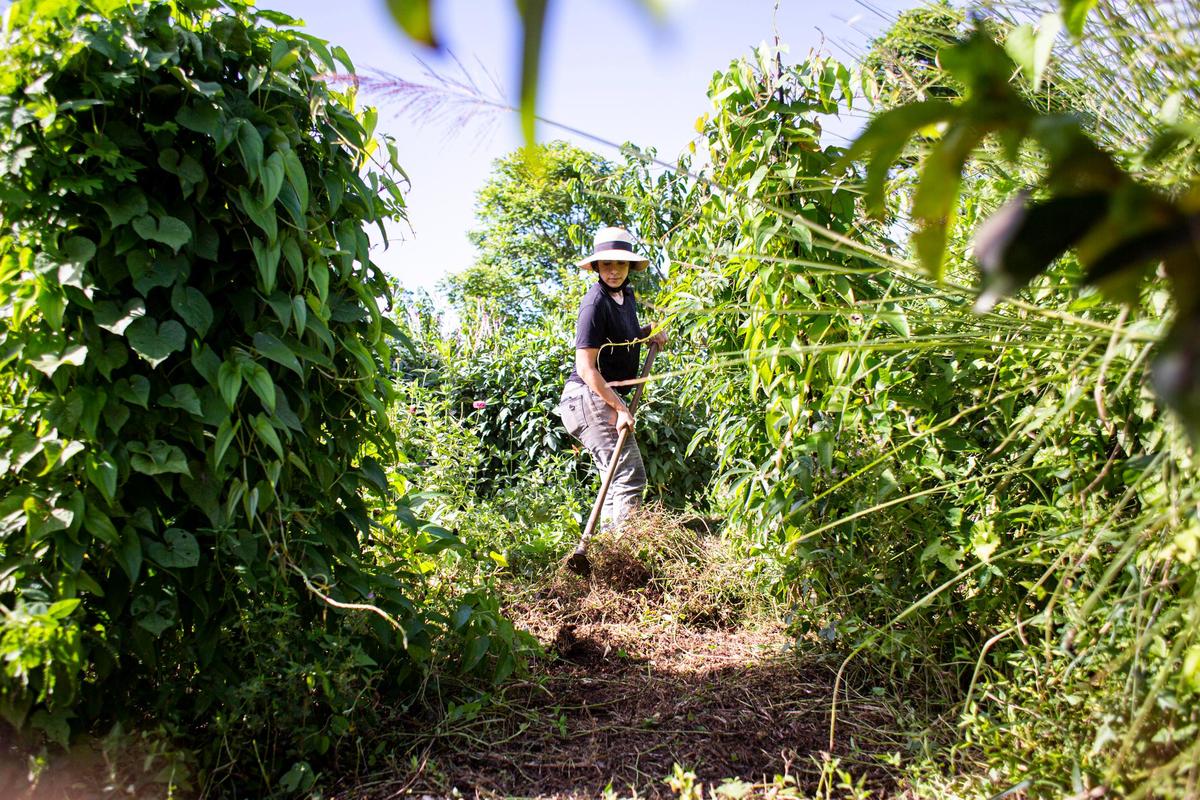 Stephanie Monserrate of the Guaki Collective works at the farm in Dorado, Puerto Rico., on Sept. 19, 2021.