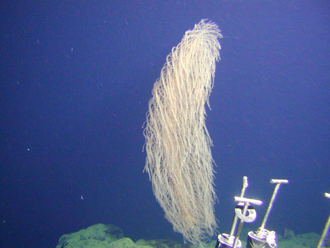 The new species has unusually flexible branches and a metallic sheen, researchers said.