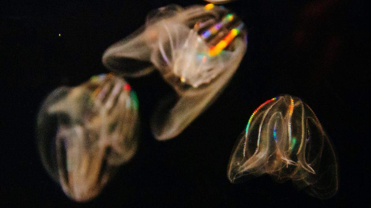 The jellyfish-like animals were being held in a saltwater tank when researchers noticed one with an odd body shape.