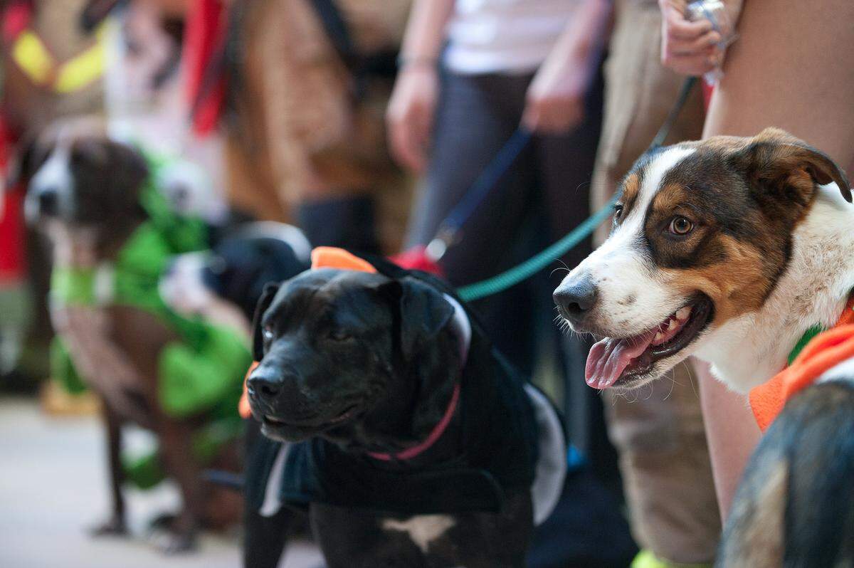 Howl-O-Ween pet festival at Pinecrest Gardens