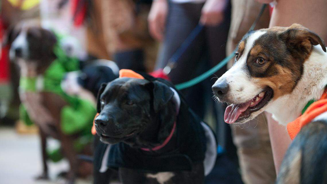Focus on Manatee: Here’s why investing in animal welfare says a lot about a community