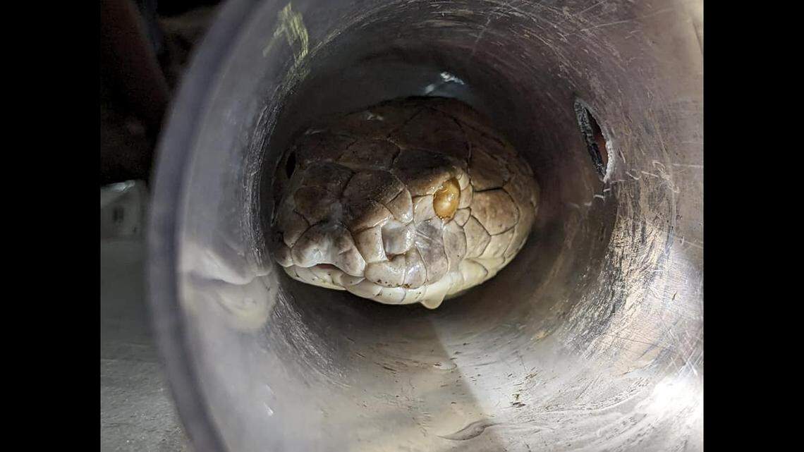 How do you get a 10-foot king cobra to hold still for an eye procedure? Put it in a tube, experts say.