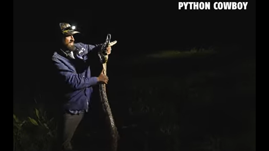 Invasive species hunter Mike Kimmel, known as the Python Cowboy on social media, estimated the invasive female snake at 16 feet and about 50 pounds.