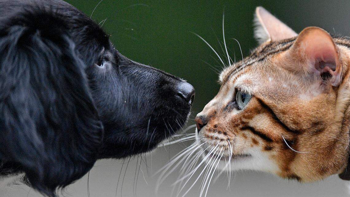 A little Stabyhoun dog and a Bengal cat nose at each other at a preview event of the forthcoming cat and dog show in Dortmund, Germany, Friday, May 10, 2019. (AP Photo/Martin Meissner)