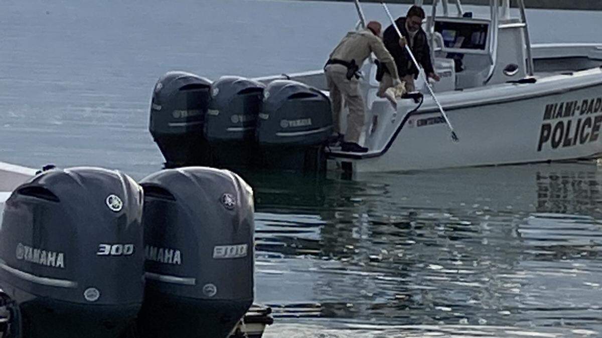 Miami-Dade County police search an area near Crandon Marina where a severed human leg was found floating Monday afternoon, Jan. 11, 2021.