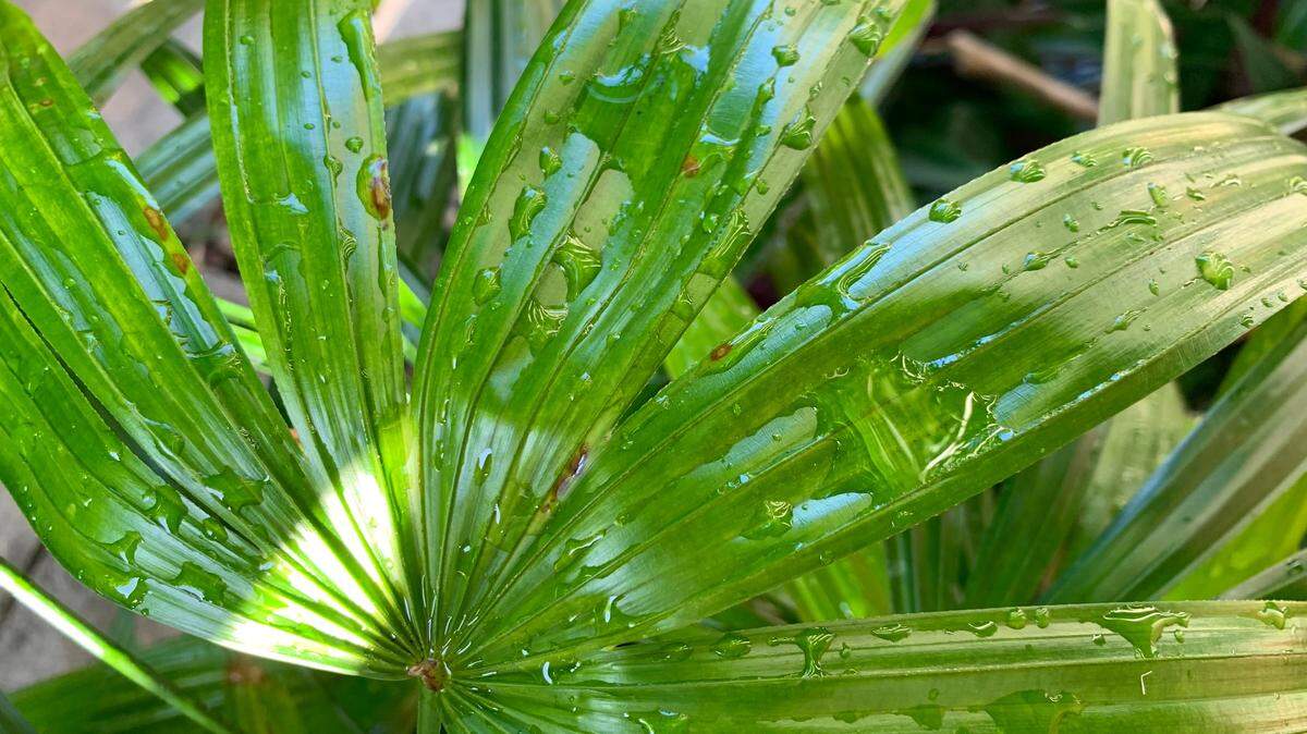 That little cloudburst that dusted your yard’s plants with droplets of rain Saturday morning, April 8, 2023, in Miami? Call it a tease to a wet week ahead, says National Weather Service in Miami and local meteorologists.