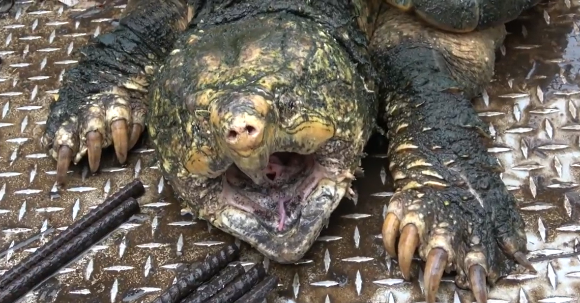 Alligator snapping turtles are not a threat to humans but have a bite strength that can snap bones, experts say.