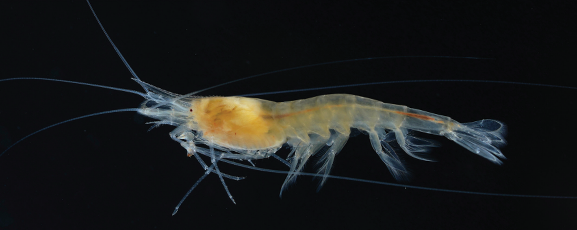 Scientists said the species has an “extremely elongated” rostrum, which is like its beak.