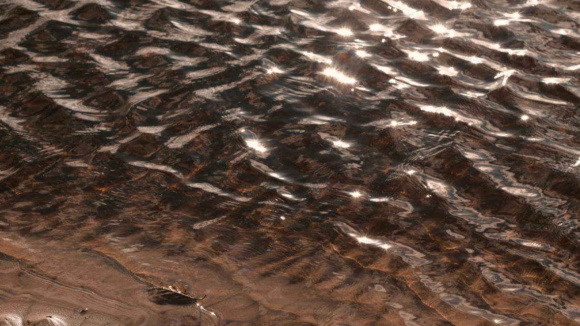 A widespread species of sea slug was found living in water with high human impacts, and it may have medicinal qualities.