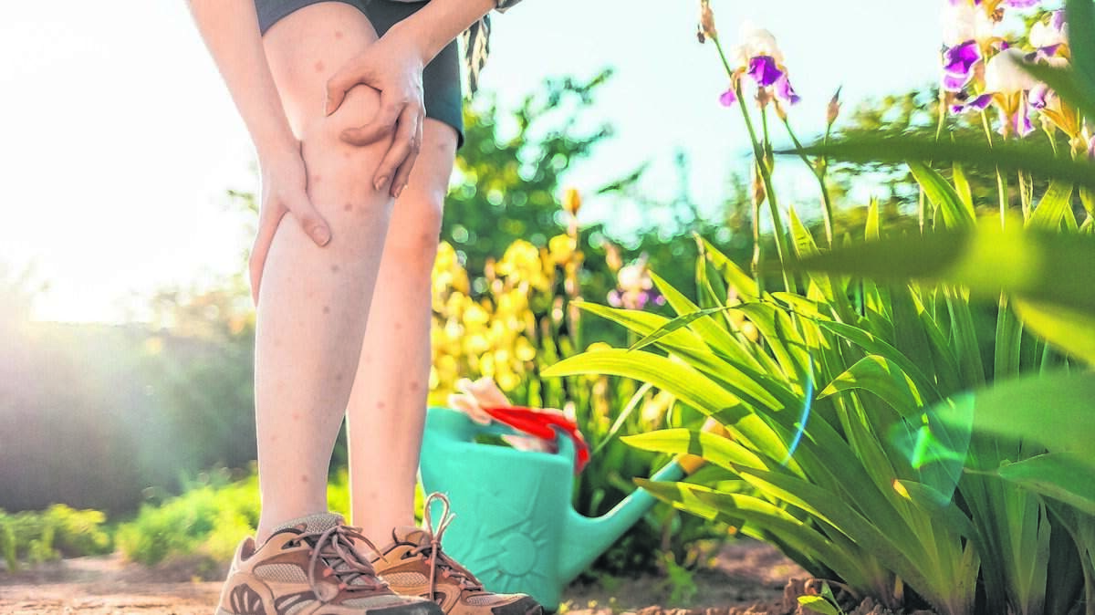 Mosquitoes are the worst part about summer.