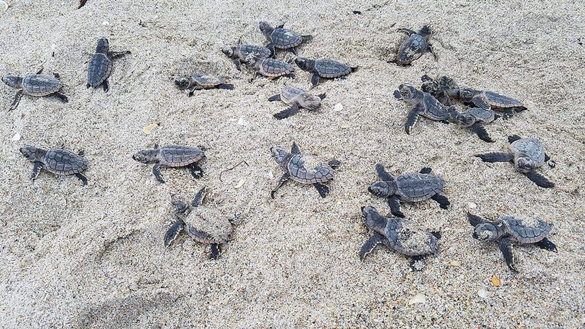 Sea turtles typically come ashore and dig their nests on the beach, the Florida Fish and Wildlife Conservation Commission says. “When the tiny turtles are ready to hatch out, they do so virtually in unison, creating a scene in the sandy nest that is reminiscent of a pot of boiling water,” experts say.