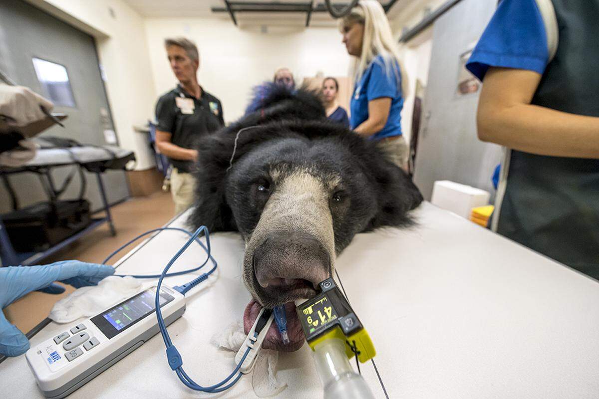A more than 250-pound sloth bear undergoes an endoscopy and physical exam Nov. 27, 2018 at Zoo Miami.