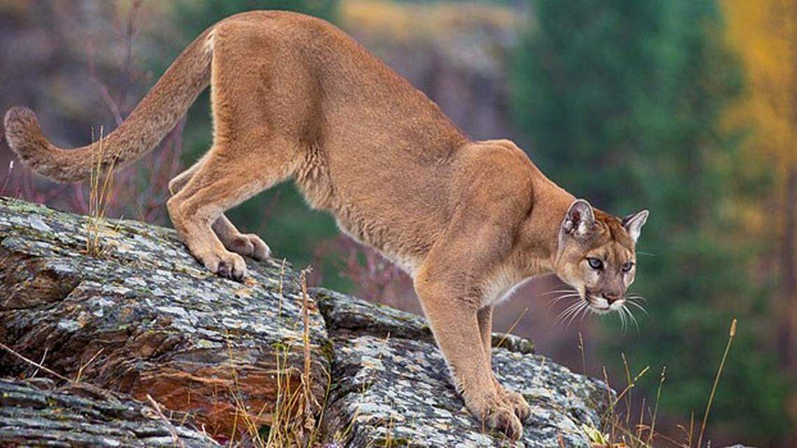 Photos of the “large cat” sighting were not shared by Pennsylvania State Police. Mountain lions like the one in this photo can grow to 200 pounds, experts say.