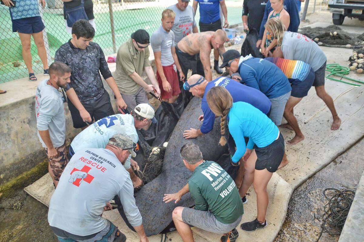 Marine mammal rescuers prepare a manatee to be released back into a Key Largo canal Monday, April 24, 2023.