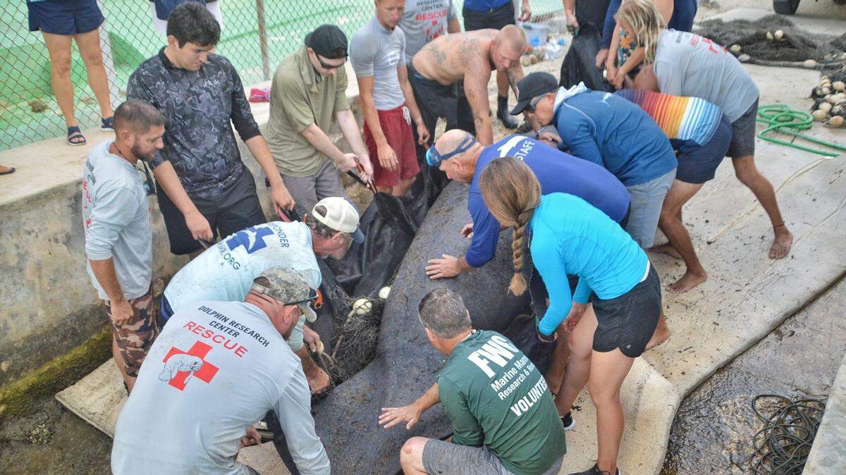 Marine mammal rescuers prepare a manatee to be released back into a Key Largo canal Monday, April 24, 2023.