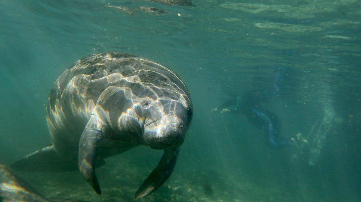 A manatee inspects snorkelers while swimming near the entrance to Three Sisters Springs in December 2014 on Kings Bay in Crystal River in Citrus County, Florida.