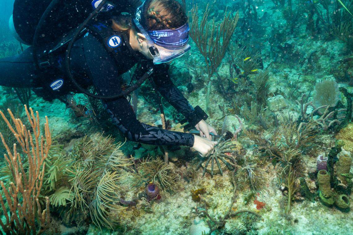 A research diver cleans the apparatus protecting the baby coral that have a new home on the sea floor.